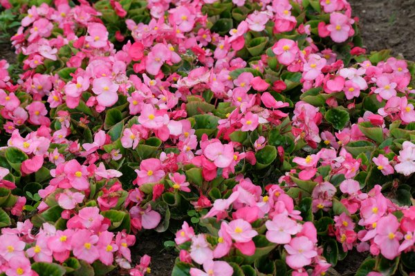 Le prix d'une isolation par l'extérieur en 2026 : tendances, conseils et solutions